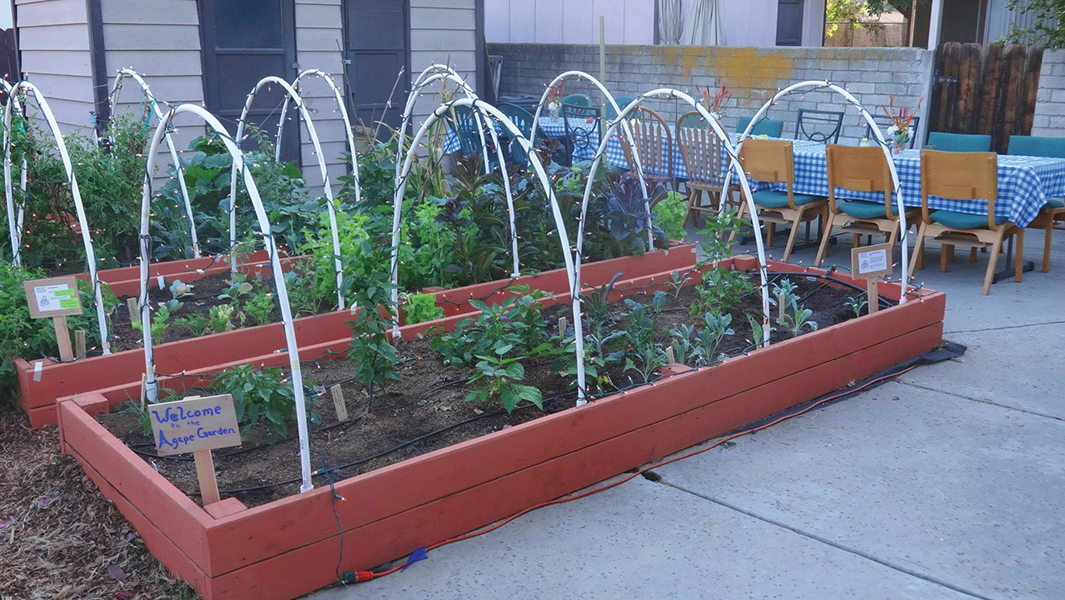 Agape House, the Lutheran-Episcopal campus ministry at San Diego State University, started a community garden with help from an ELCA World Hunger grant. The produce is used for the campus ministry's weekly meals and helps students learn about community and food access.