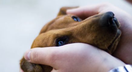 How pets influence our faith