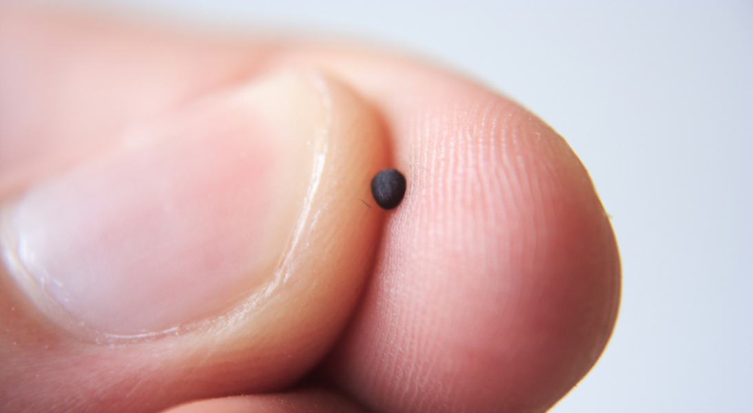 Lectionary blog: The kingdom of heaven is like …