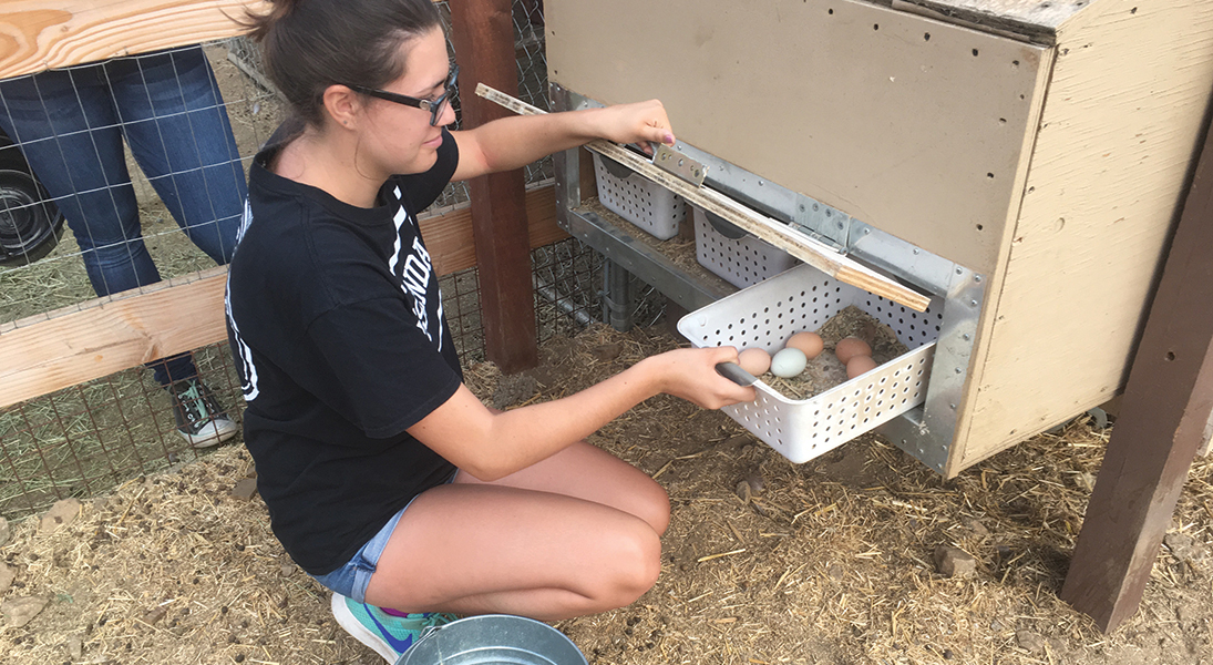 A young girl gathers fresh eggs.