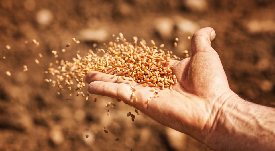 sower's hand with wheat seeds