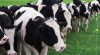 A closeup of several Holstein dairy cows.