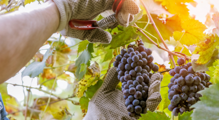 Lectionary blog: Are we bearing ‘good fruit’?