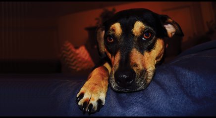Can dogs go to heaven?