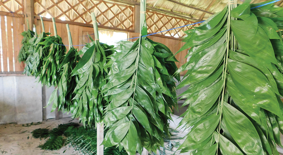 A row of palm branch bundles hang to dry after being sorted and cleaned. Harvesting the palm branches conserves larger rainforest trees.