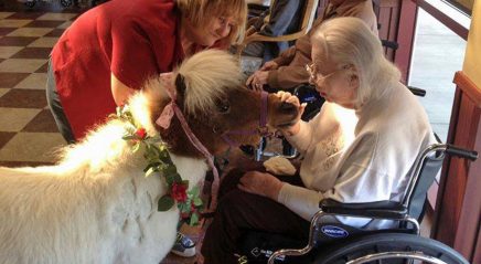 Miniature therapy horse comforts wildfire victims