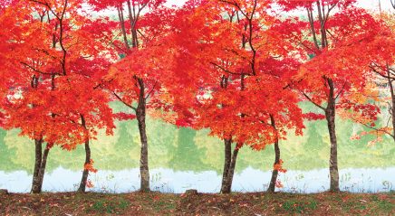 Perspective: Pruned open