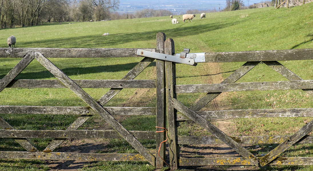 Lectionary blog: Jesus is the good gate