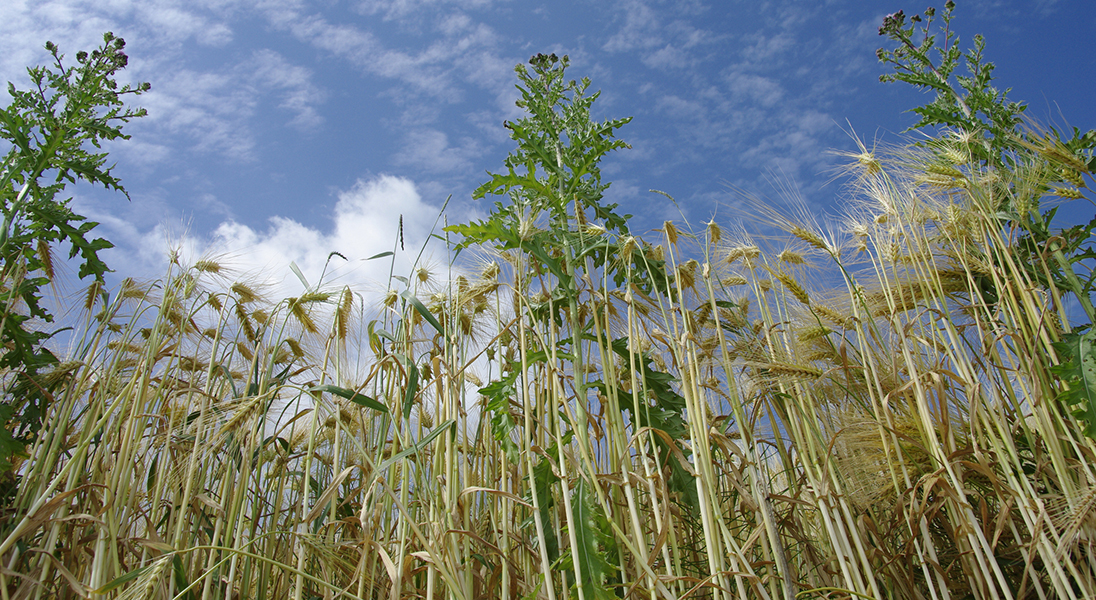 Lectionary blog: Bearing good … wheat?