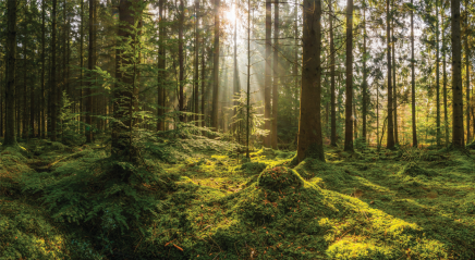 The spirituality of natural burials