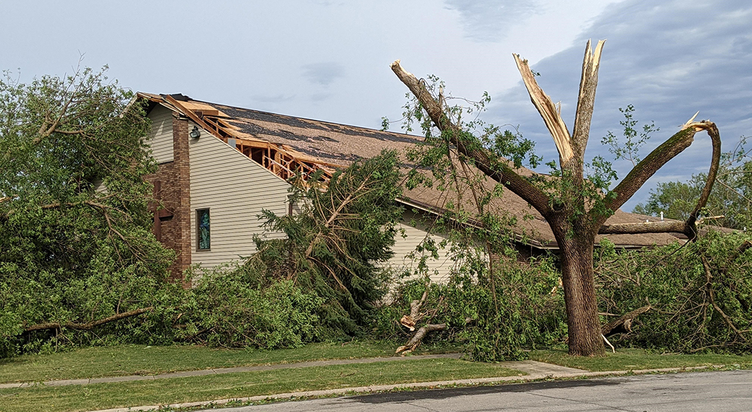 Gloria Dei tree derecho