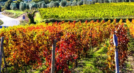 Lectionary: Grapes of justice and grapes of wrath