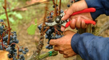 Lectionary: Waiting on the kingdom