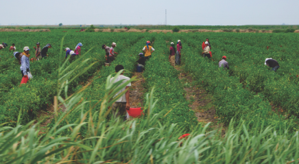 Blessedness and thankfulness