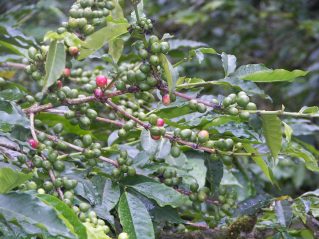 Making connections, one coffee bean at a time