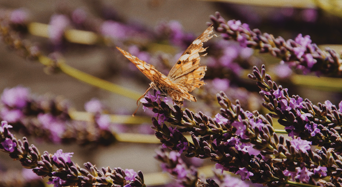 A call for the midwives