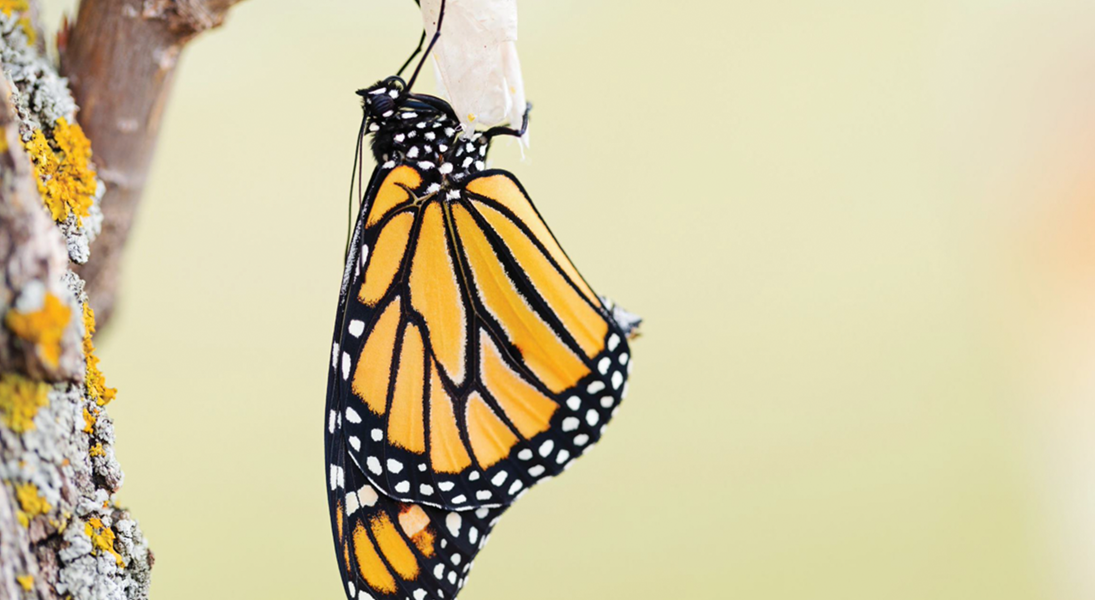 Resurrection is happening