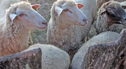 Lectionary blog: Good shepherding