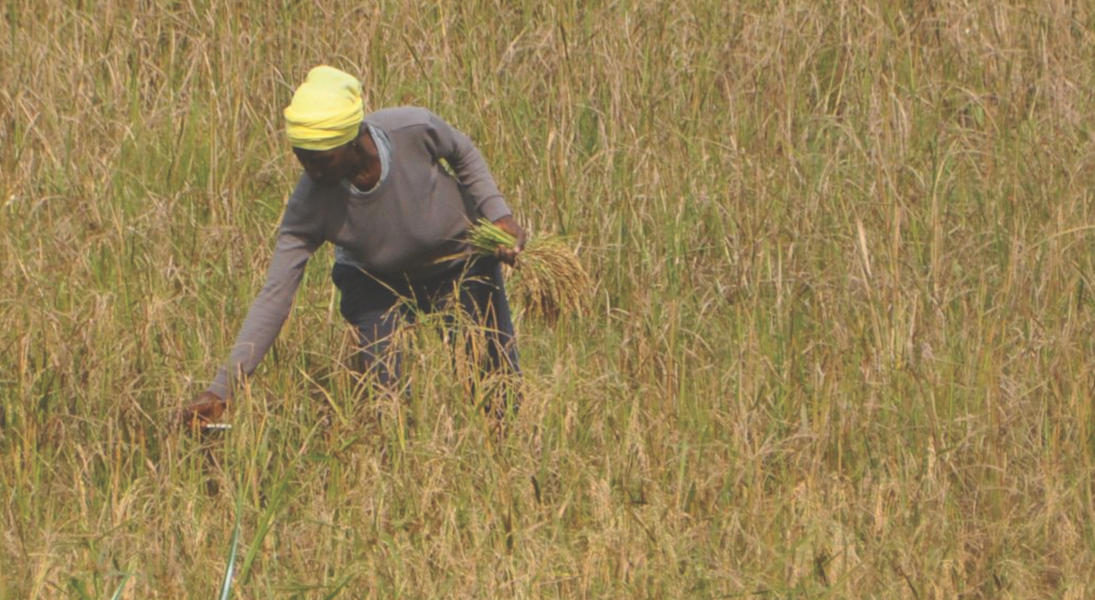 Food, faith and a pandemic