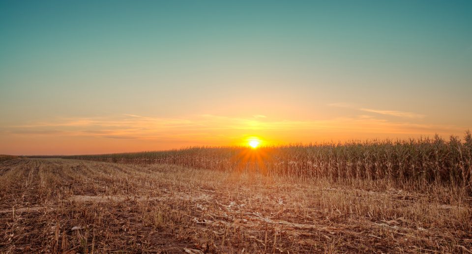 Sunset over a cornfield during harvesting