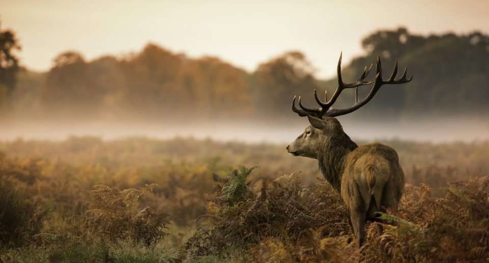 Red deer stag in field