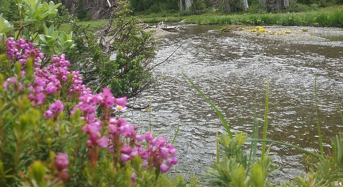Fireweed Holden Village