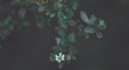 Hope in new creation