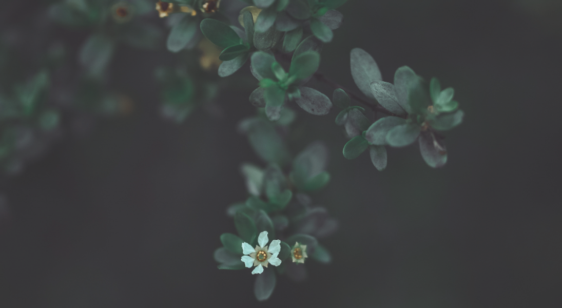 Hope in new creation