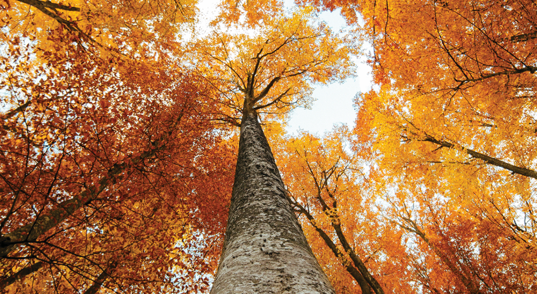 Rewilding spirituality