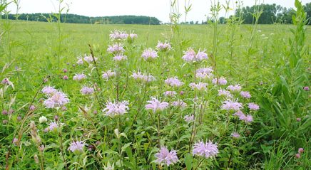 My faith journey: Creation does comfort