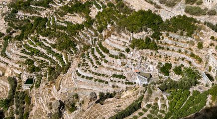 Lectionary blog: Seed and sower—let go!