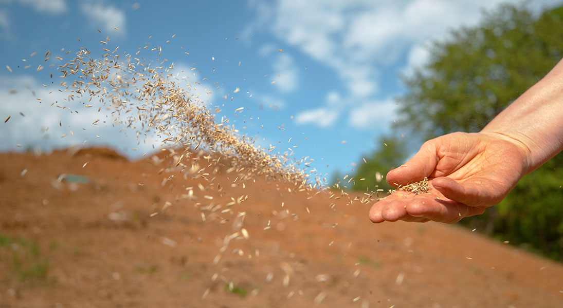 Lectionary blog: Sowing good seed