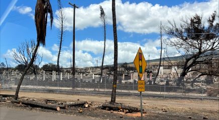 Maui wildfires relief