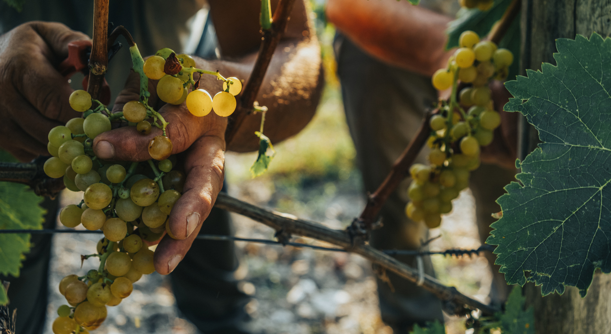 Lectionary blog: Removing limits on grace