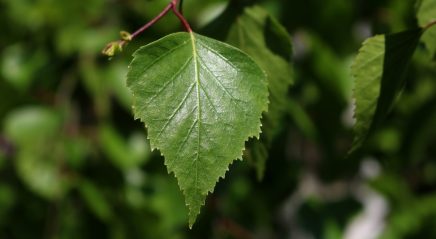 Lectionary blog: Welcoming reformation