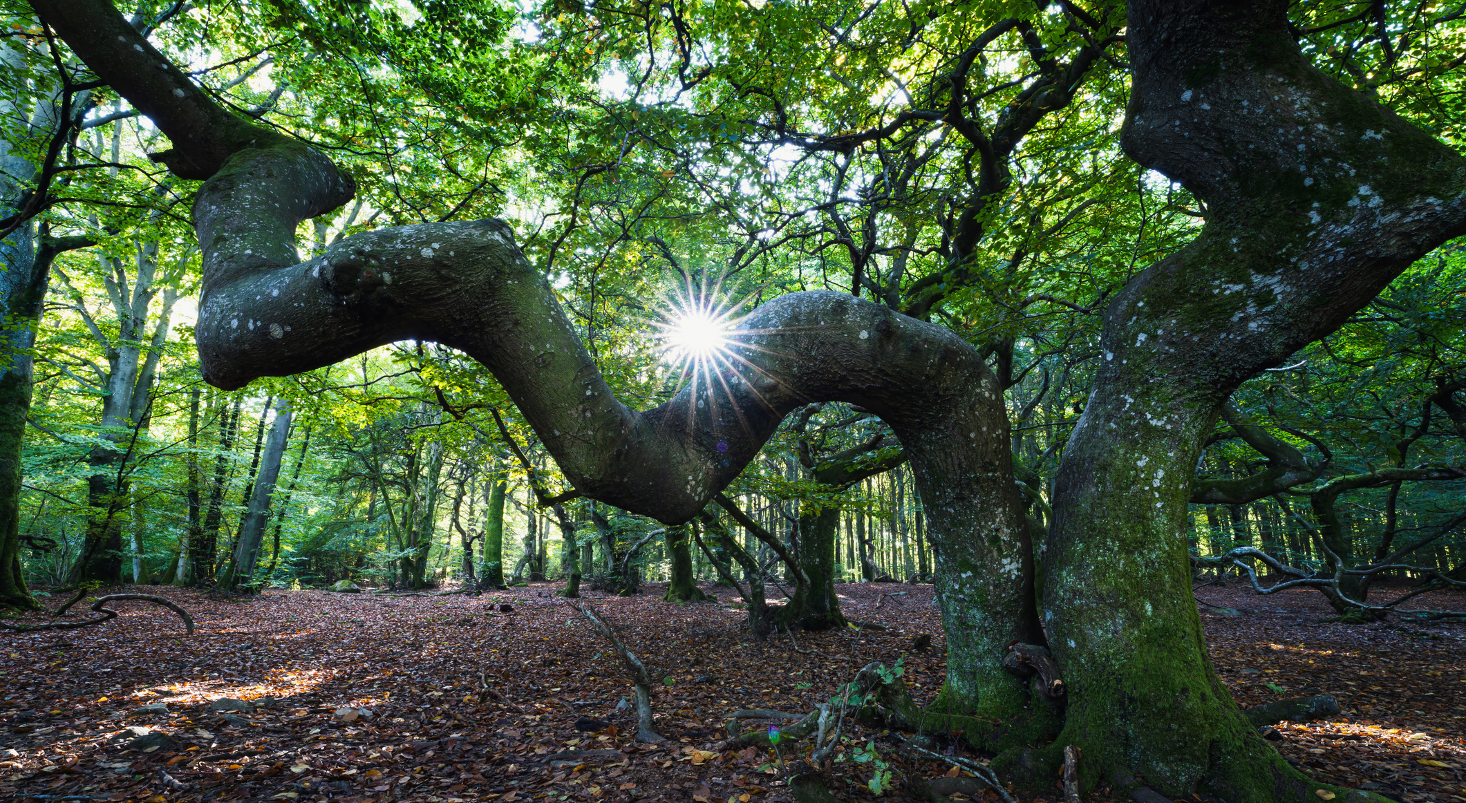 Lectionary blog: “Out of timber so crooked …”