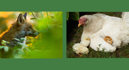 Lectionary blog: The vixen and the hen