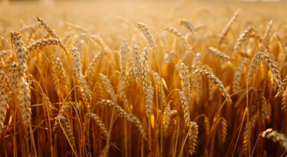 Good seeds, good harvest